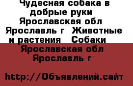 Чудесная собака в добрые руки - Ярославская обл., Ярославль г. Животные и растения » Собаки   . Ярославская обл.,Ярославль г.